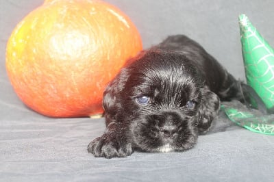 Les chiots de American Cocker Spaniel