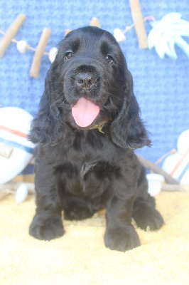 Les chiots de Cocker Spaniel Anglais