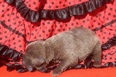 Les chiots de Cane Corso