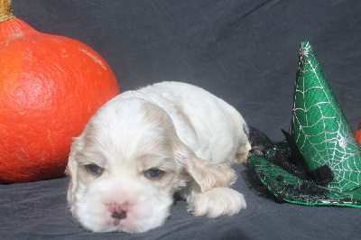 Les chiots de American Cocker Spaniel