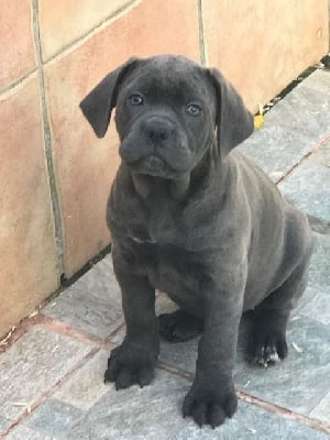 Les chiots de Cane Corso