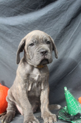 Les chiots de Cane Corso