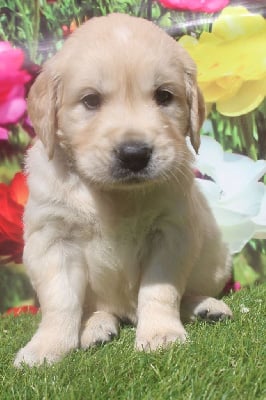 male (collier vert) - Golden Retriever