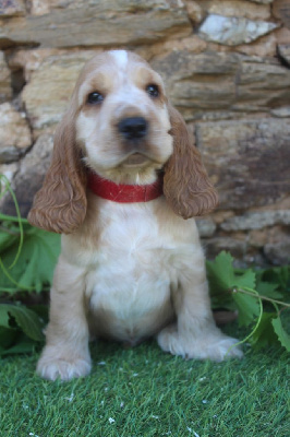 Les chiots de Cocker Spaniel Anglais