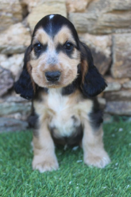 Les chiots de Cocker Spaniel Anglais