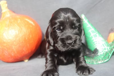 Les chiots de Cocker Spaniel Anglais