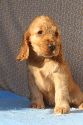 Les chiots de Cocker Spaniel Anglais