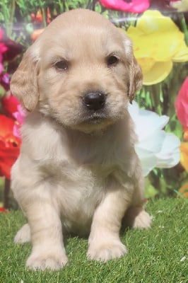 male (collier violet) - Golden Retriever