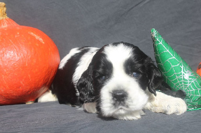 MALE TRICOLORE - American Cocker Spaniel