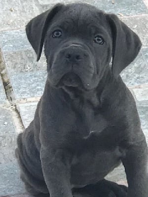 Les chiots de Cane Corso