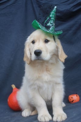 Les chiots de Golden Retriever