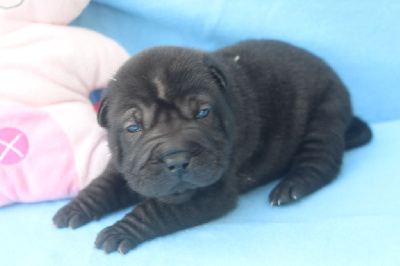 femelle noire - Shar Pei