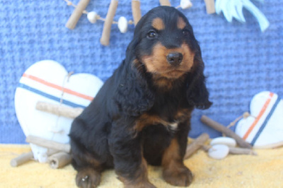 Les chiots de Cocker Spaniel Anglais