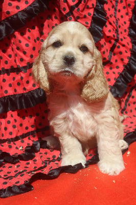 Les chiots de American Cocker Spaniel