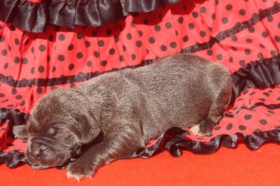 Les chiots de Cane Corso