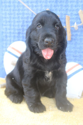 Les chiots de Cocker Spaniel Anglais