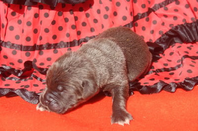 Les chiots de Cane Corso