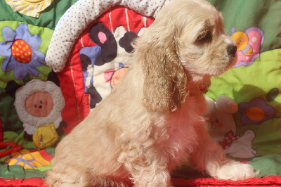 Les chiots de American Cocker Spaniel