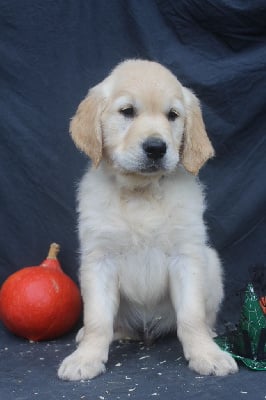 Les chiots de Golden Retriever