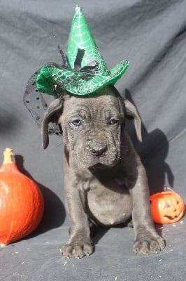 Les chiots de Cane Corso