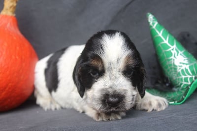 male bleu tricolore - Cocker Spaniel Anglais