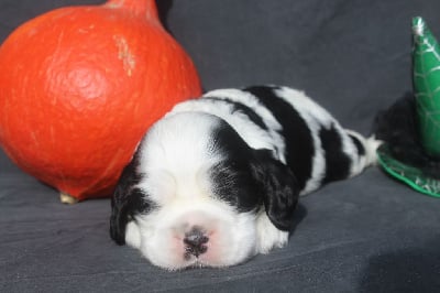 male noir et blanc - American Cocker Spaniel