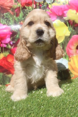 Les chiots de American Cocker Spaniel