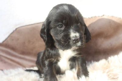 Les chiots de Cocker Spaniel Anglais