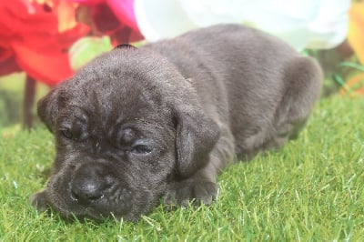 femelle gris bleu (collier noir) - Cane Corso