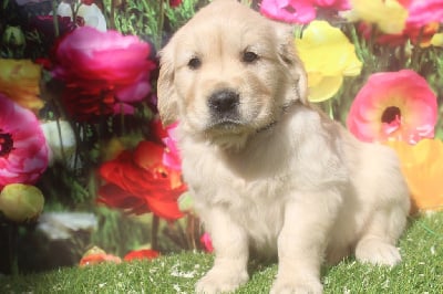 Les chiots de Golden Retriever