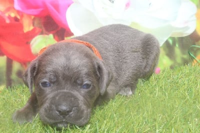 femelle gris bleu (collier orange) - Cane Corso