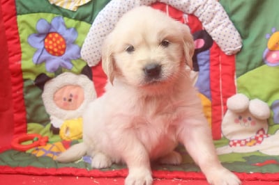 Les chiots de Golden Retriever