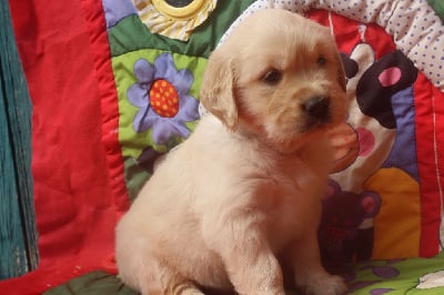 femelle collier blanc - Golden Retriever