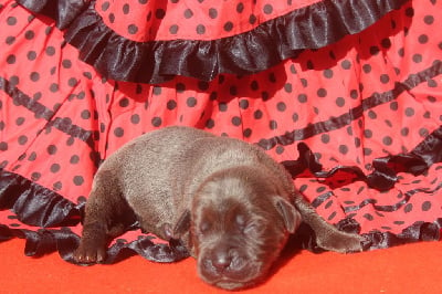 Les chiots de Cane Corso