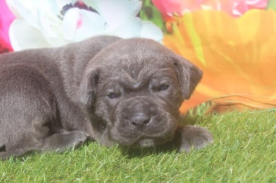 male gris bleu (collier beige) - Cane Corso