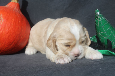 Les chiots de American Cocker Spaniel