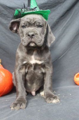 Les chiots de Cane Corso