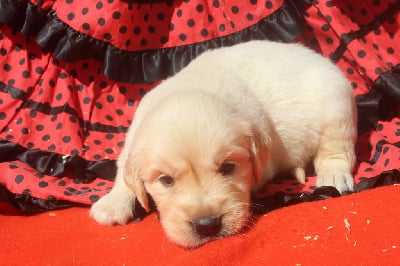 Les chiots de Golden Retriever