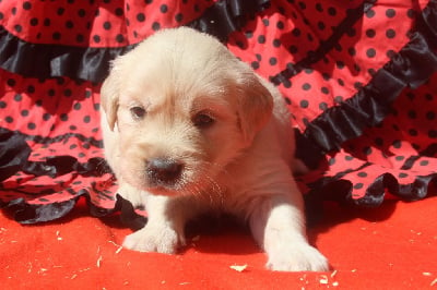 Les chiots de Golden Retriever