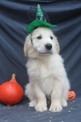 Les chiots de Golden Retriever