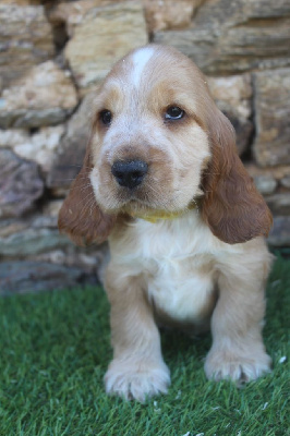 Les chiots de Cocker Spaniel Anglais