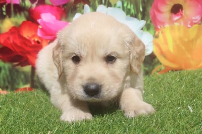 male (collier blanc) - Golden Retriever