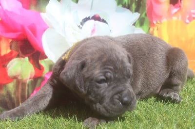 femelle gris bringé (collier beige) - Cane Corso