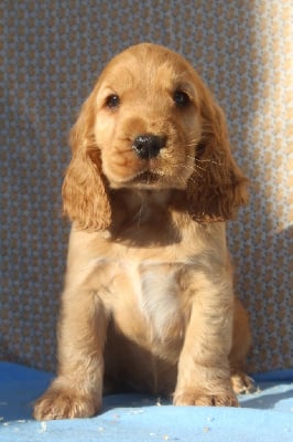 Les chiots de Cocker Spaniel Anglais