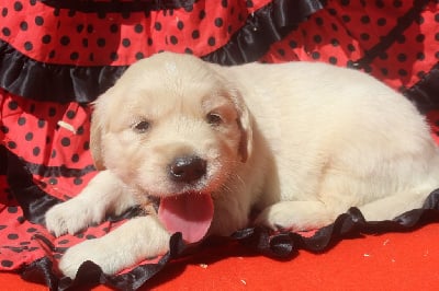 Les chiots de Golden Retriever