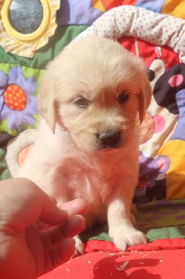 Les chiots de Golden Retriever