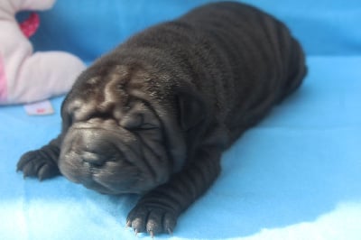 femelle noire - Shar Pei