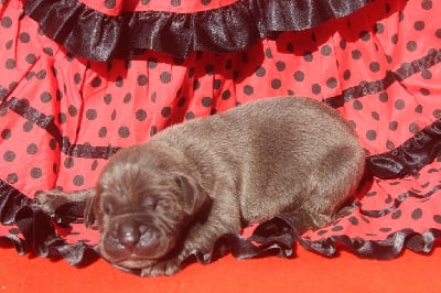 Les chiots de Cane Corso