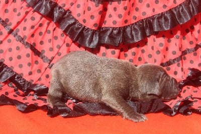 Les chiots de Cane Corso