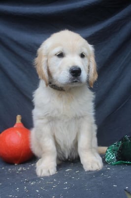 Les chiots de Golden Retriever